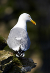 Herring Gull
