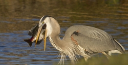 Great Blue Heron _0026