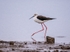 Black-winged Stilt