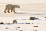Polar Bear crosses frozen lake, Churchill, Canada