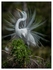 Birds - Color - 05