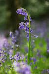 Backlit Bluebell, Houghall wood, Durham.   ref 5228