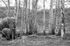 Elephants and Aspen Trees