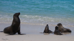 Galapagos Sealion 2