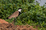 Spur-winged Lapwing