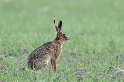 Hares 2018_0008