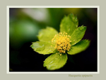 Hacquetia epipactis