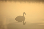Mute swan in the mist on the Somerset Levels_005222