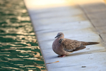 Spotted Dove resting by pool, Stranded Villas, Ubud, Bali