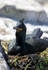 Shag