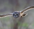 Short Eared Owl