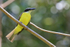 Boat-billed Flycatcher, Costa Rica