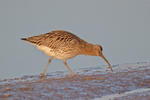 Curlew - Numenius arquata