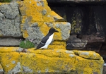 Razorbill