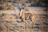 kudu-before-the-flight