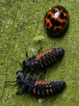 Harlequin Ladybird