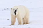 Polar Bear yawn, Churchill, Canada