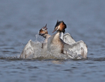 Great Crested Grebe - Podiceps cristatu