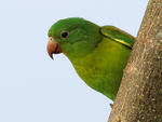 Orange-chinned Parakeet, close view, Costa Rica