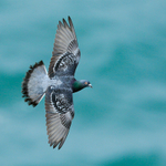 Feral Pigeon / Rock Dove portfolio
