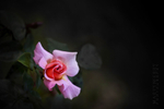 Opening Rose