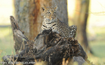 A female leopard.