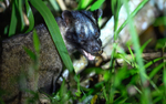 Civet