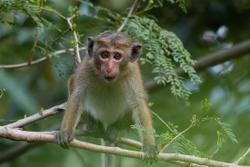 Toque Macaque