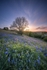 ab648 Moonlight and Bluebells on Wroxall Down