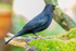Blackbird Turdus merula-3806