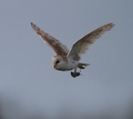Barn Owl