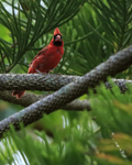 Northern Cardinal (male), frontal view, Hakalau, Hawaii