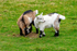 Pygmy Goat Kids - DSC_4302