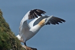 June 2020 - Gannet