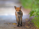 Red Fox - Vulpes vulpes