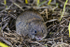 Vole