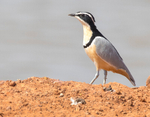 Egyptian Plover