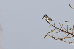 Bird Pied Kingfisher