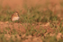 Calandra Lark front view, Mongai, Spain