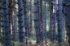 Blue Trees (10)
