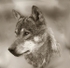 523 Wolf