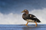 Falkland Steamerduck (female) passing wave, Sea Lion Island