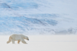 Male Polar Bear walking, Svalbard, Norway