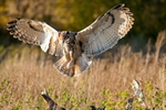 Eagle Owl (Bubo bubo) landing on a post