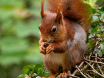 Red Squirrel