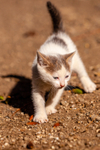 Cat domestic-2429