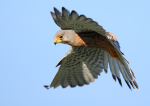 Kestrel