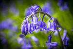 Bluebells