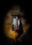 Mandrill-RLP_9837a