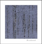 Betula pubescens 1